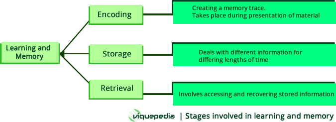 stages involved in learning and memory