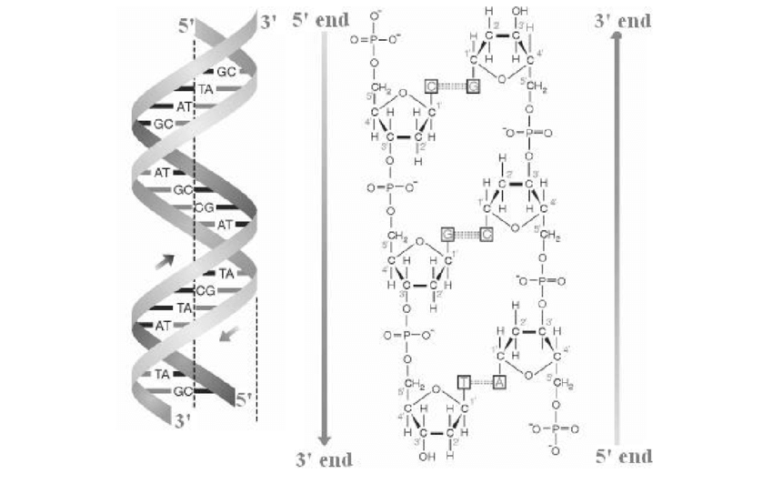 Figure X-4 | Double-stranded helical structure of DNA.