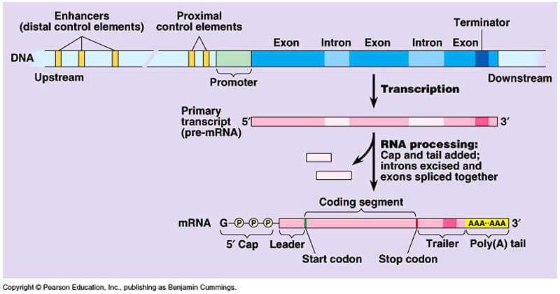 Figure X-3 | Transcription and processing of mRNA.