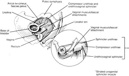 The female urethra and muscular components of the female rhabdosphincter: sphincter urethrae, urethrovaginal sphincter, and compressor urethrae.