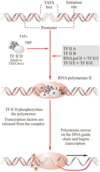 Figure X-2 | RNA polymerase II transcribes the information in DNA into RNA