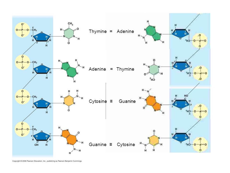 Figure X-5 | Base-pairing between thymine and adenine, and between cytosine and guanine