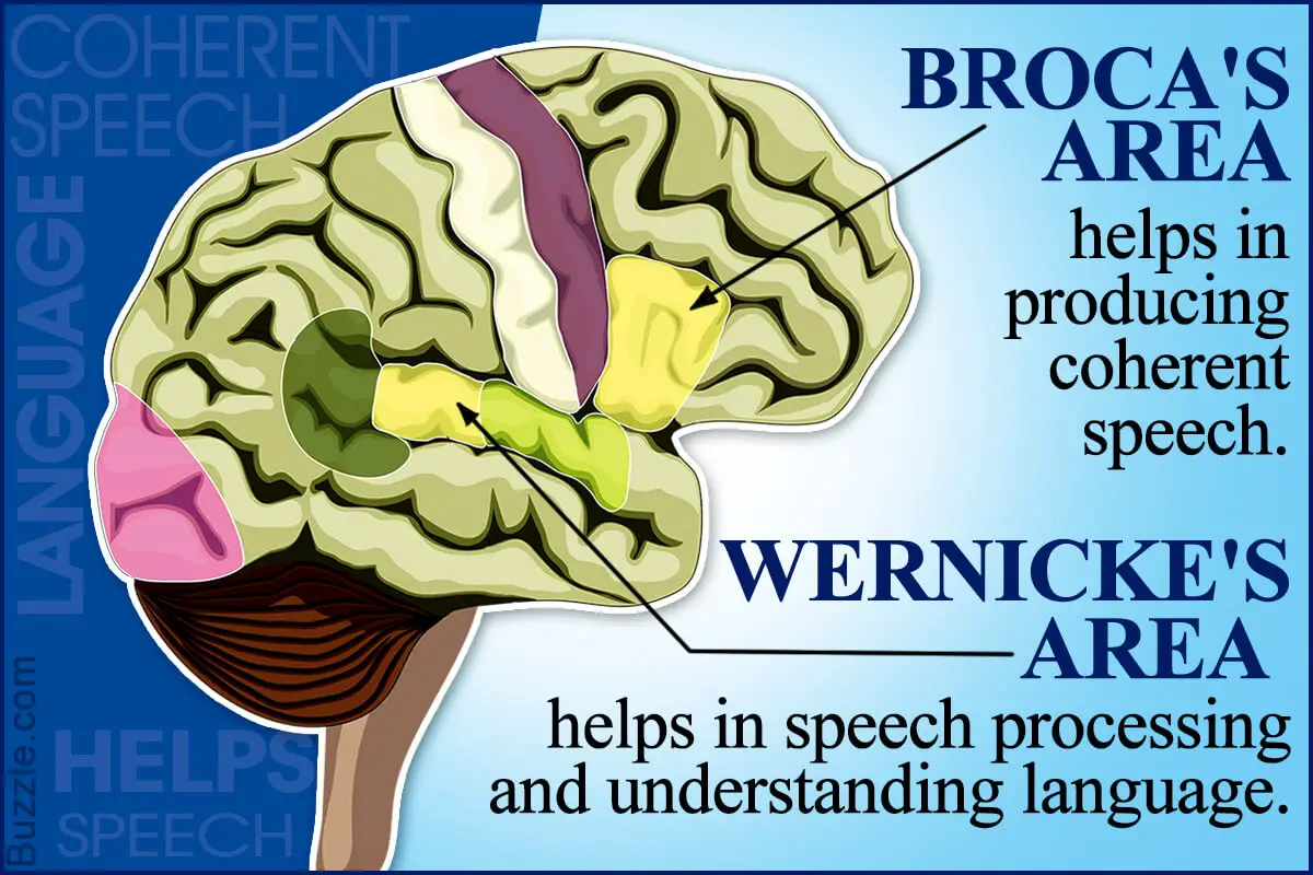 Wernicke and broca areas responsible for language skills