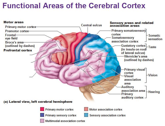 Figure X. Areas in the Cerebral Cortex | Emphasis on Prefrontal Cortex