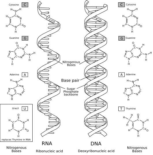 Figure X-1 | Comparison of the chemical structures of DNA and RNA