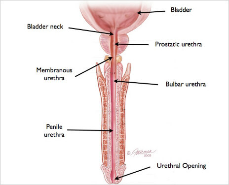 Muscular components of the male urethral sphincter mechanism