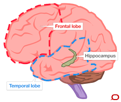 A diagram of hippocampus