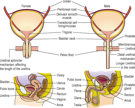 lower urinary tract (male's and female's)