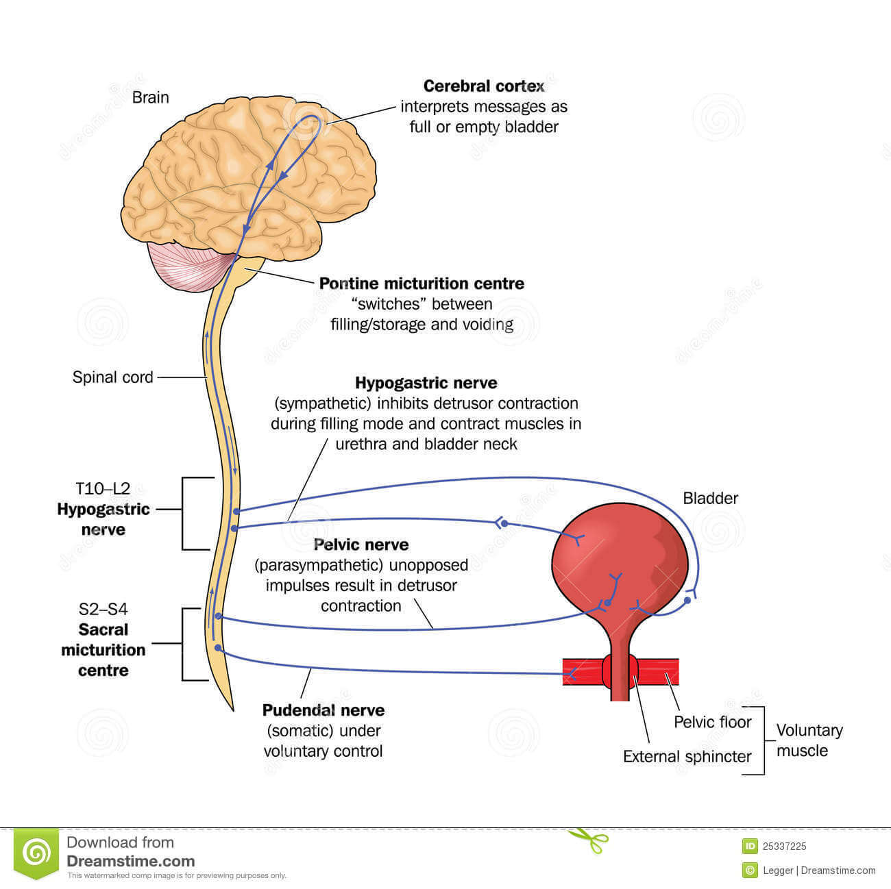 Diagrammatic representation of neural pathways for the principal micturition reflexes.