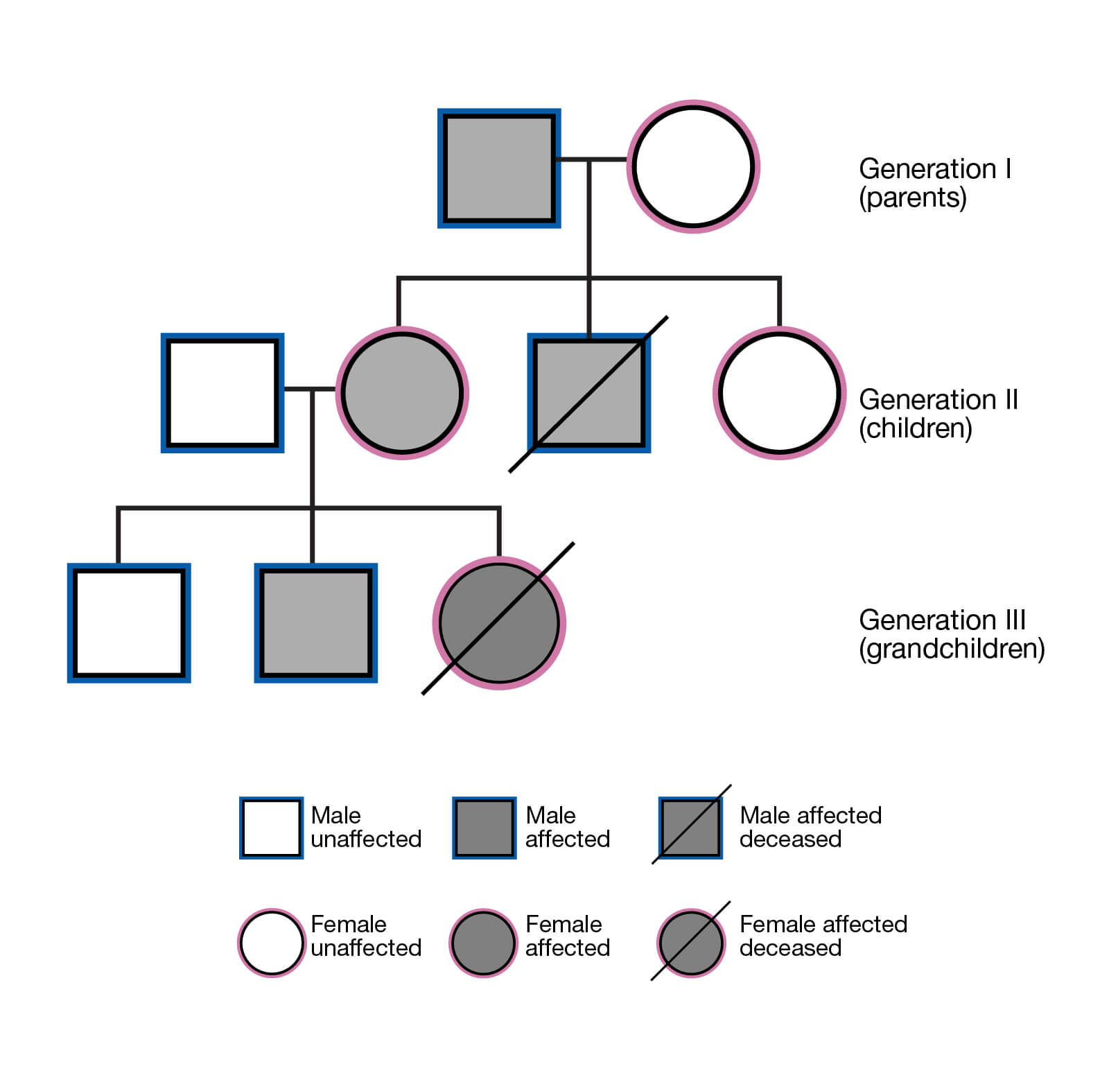 What Does 3rd Generation Pedigree Mean